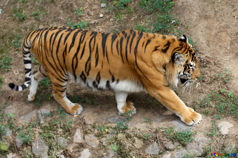 Тигр що йде №45751