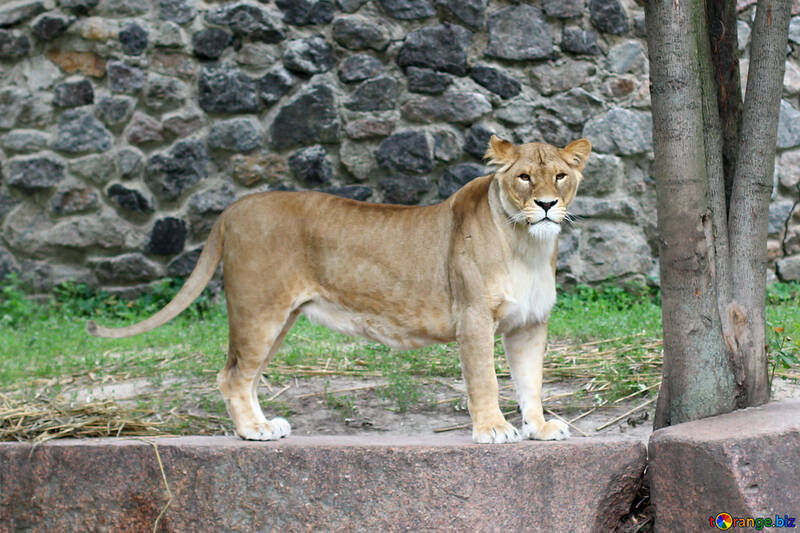 Lioness №45474