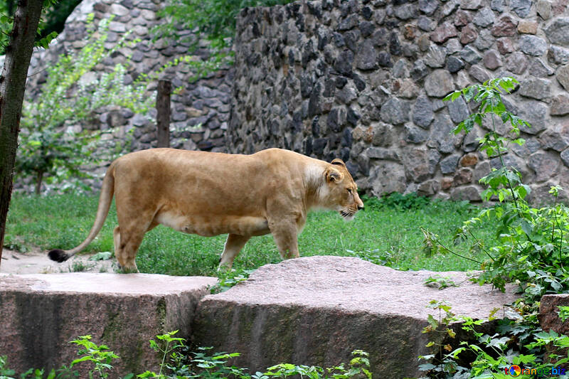 Lioness №45497