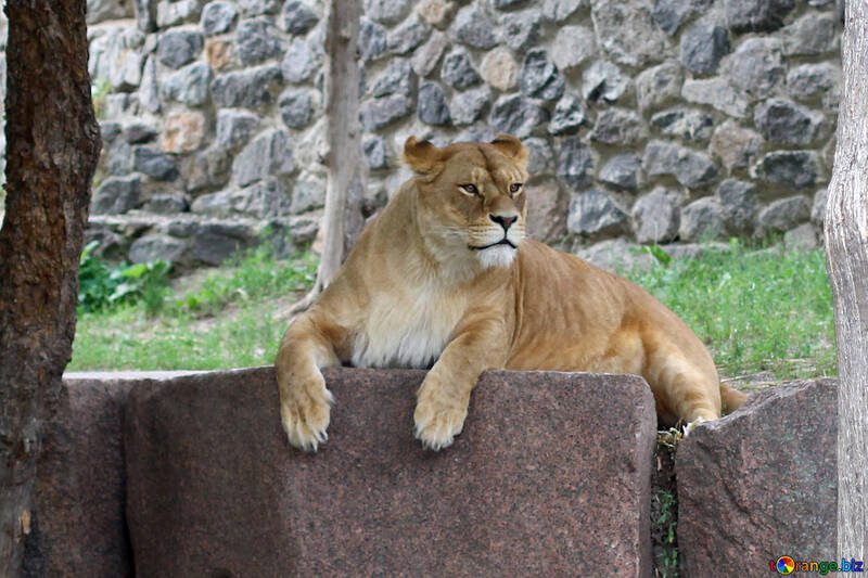 Lioness resting №45476