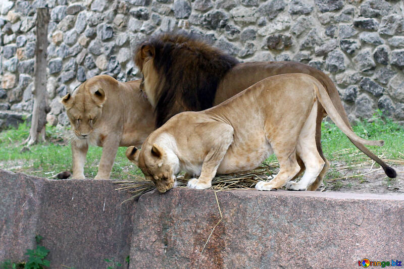 Família leões №45482