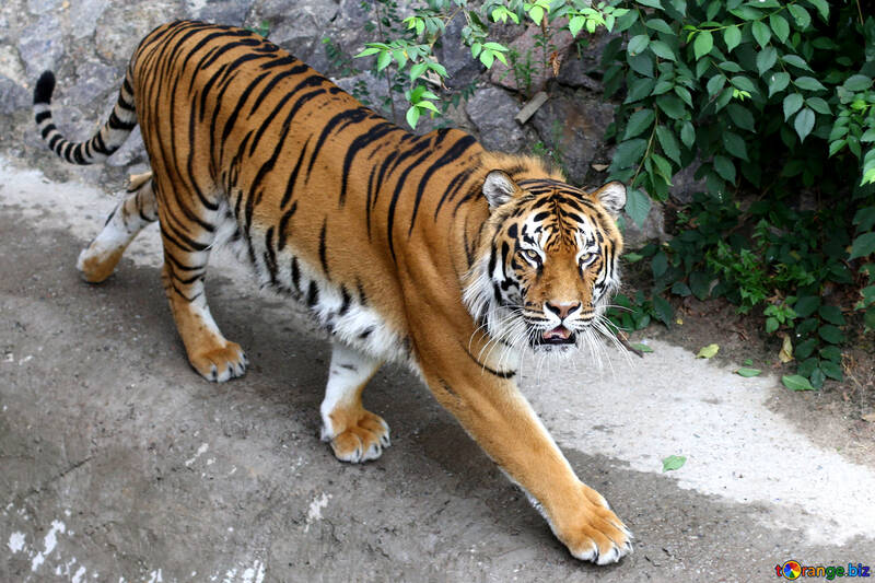 Тигр №45597