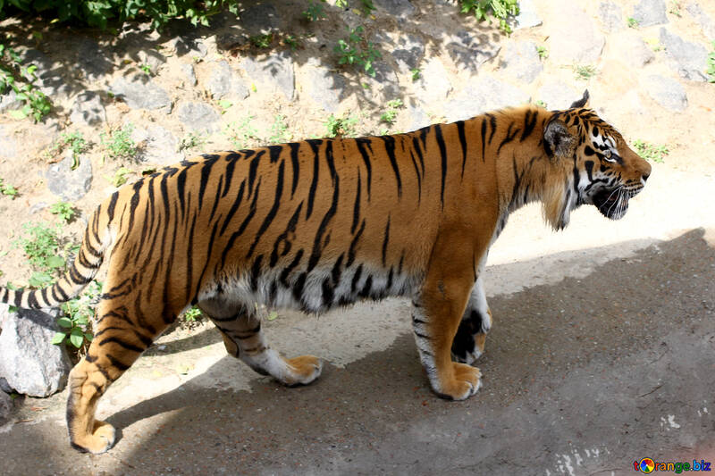 Тигр №45601