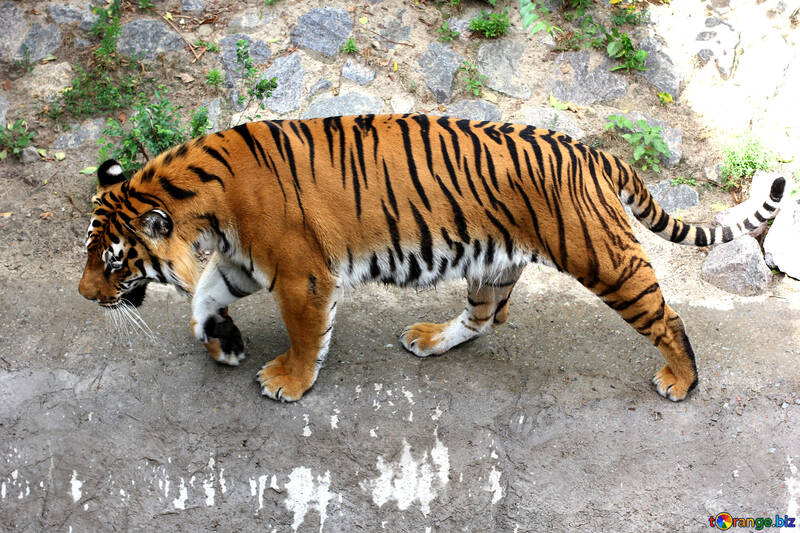 Tiger №45603
