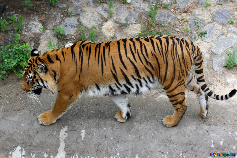 Tiger №45604