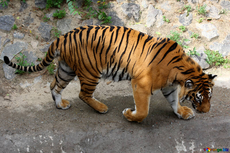 Тигр №45606