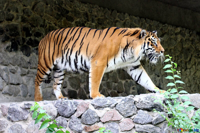 Tiger №45611
