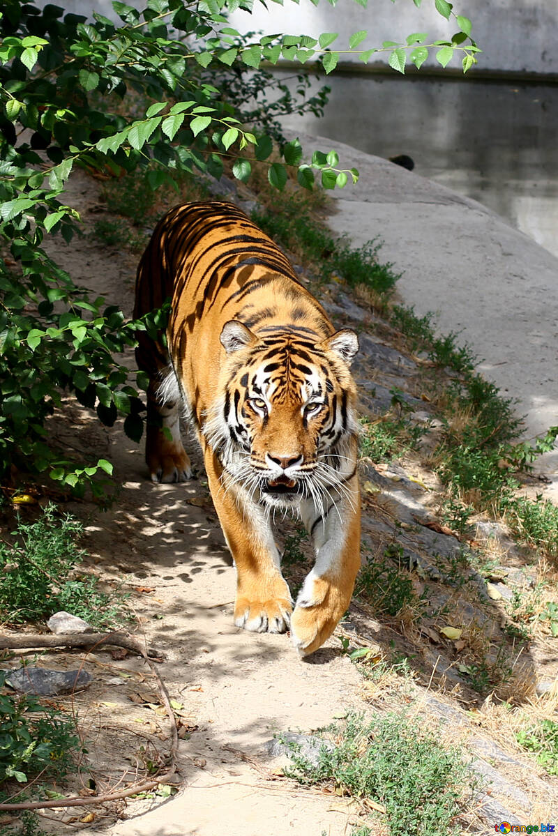 動物園のトラ 無料の写真 虎 無料の写真 猫 Torange Biz