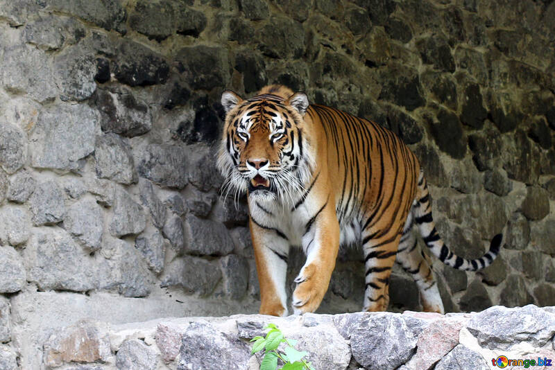 動物園のトラ 無料の写真 虎 無料の写真 猫 Torange Biz