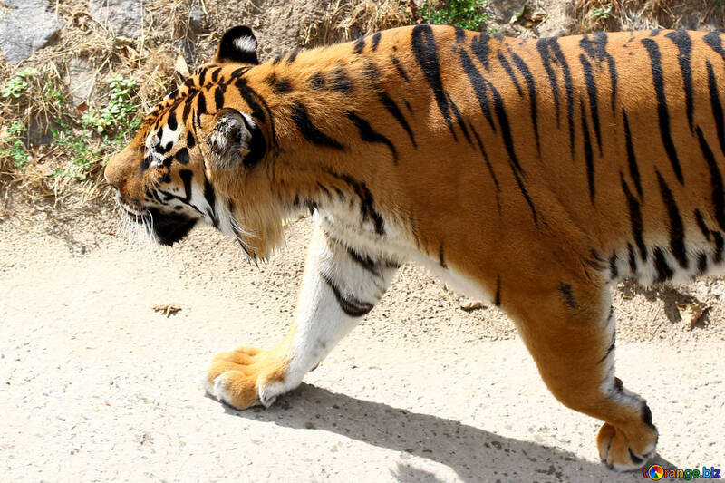 Tiger es №45630