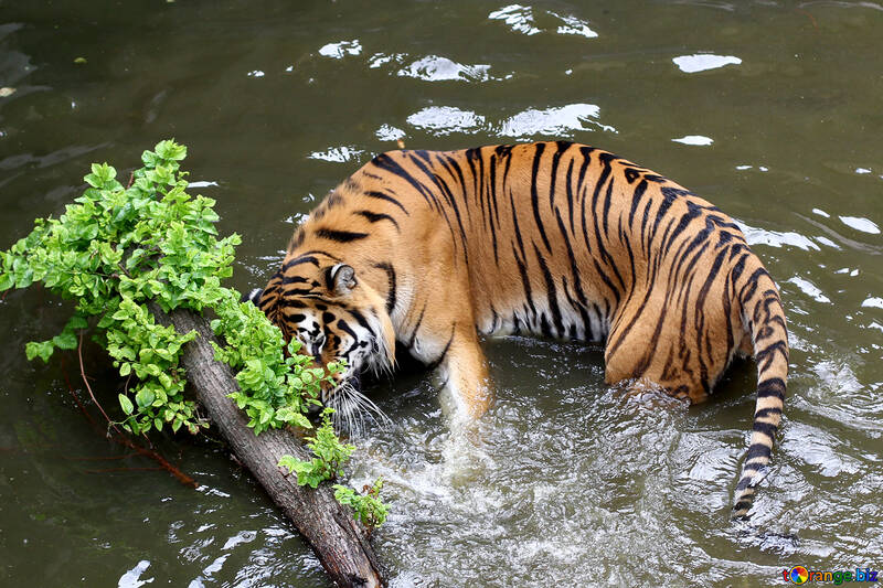 Тигр купається №45693