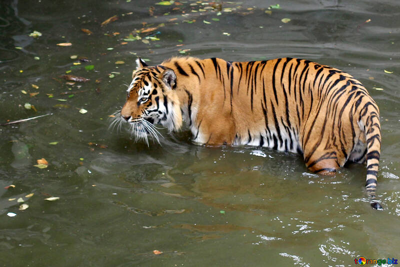 Tiger bathing №45708