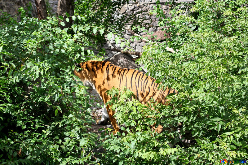 Tiger in the bush №45620