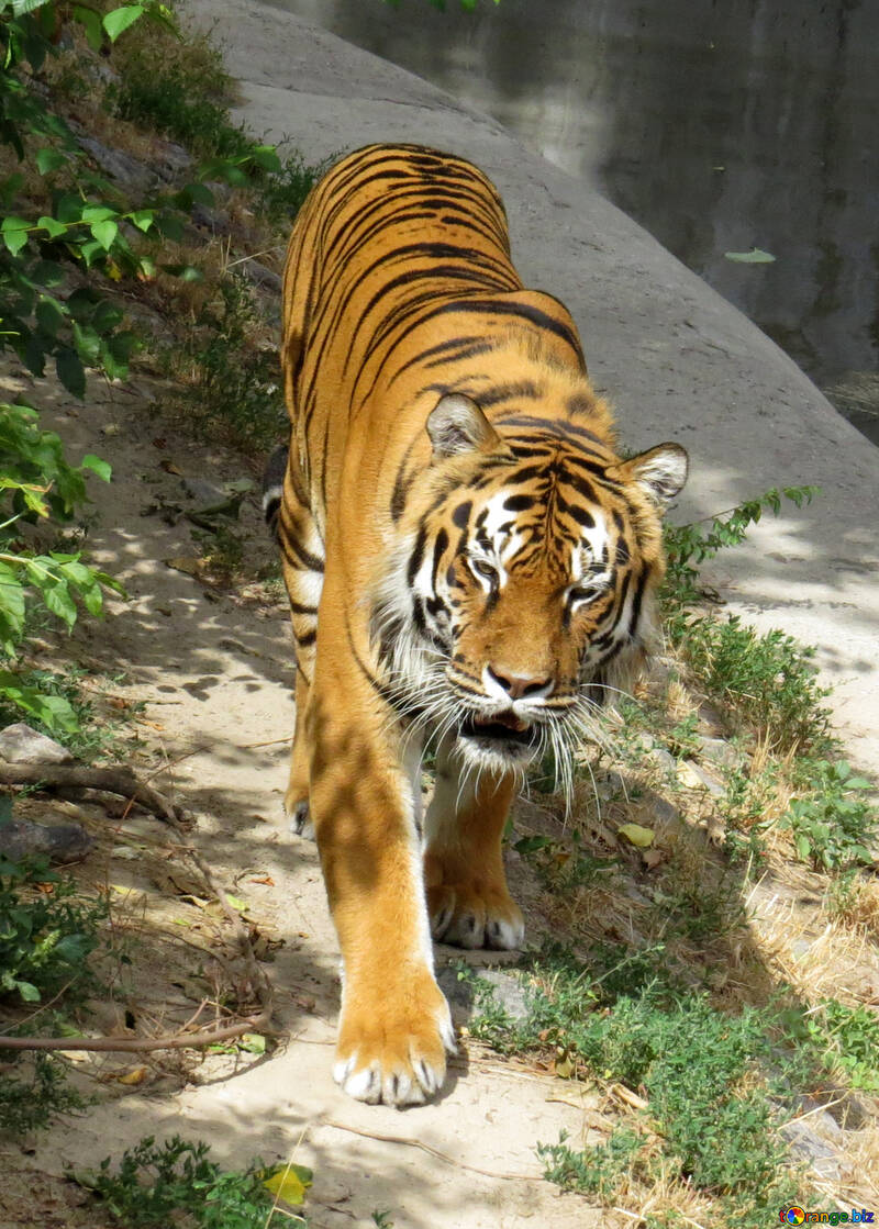 Tiger im Park №45002