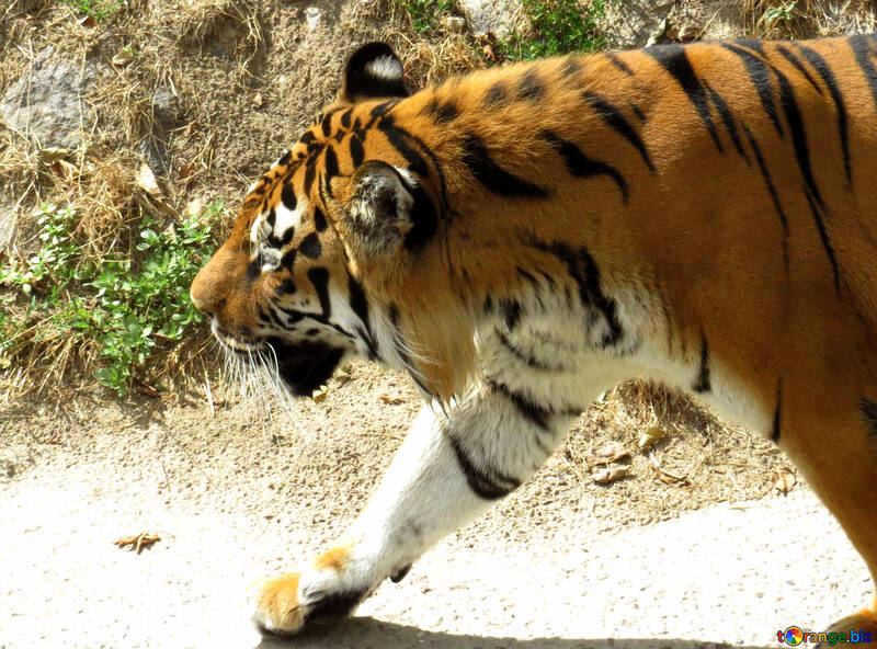 Tiger nel parco №45010