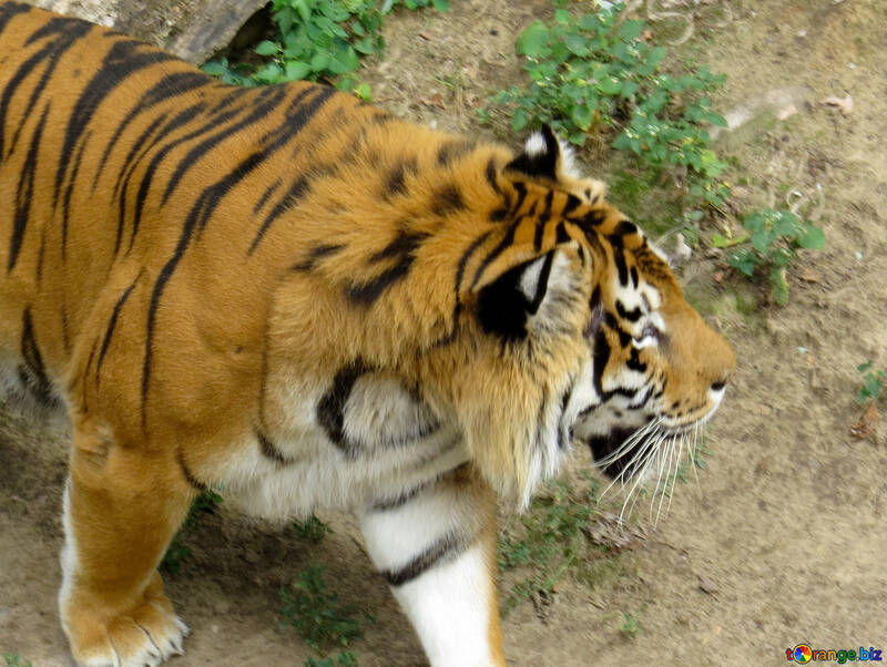 Tiger nel parco №45037