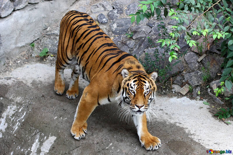 Tiger dans le parc №45596