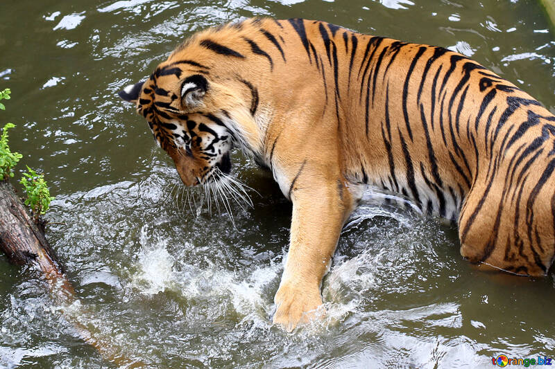 Тигр грає у воді №45680
