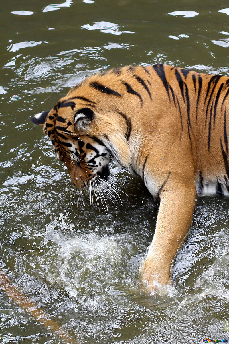Tiger playing in the water №45681