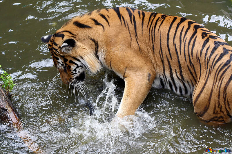 Тигр грає у воді №45684