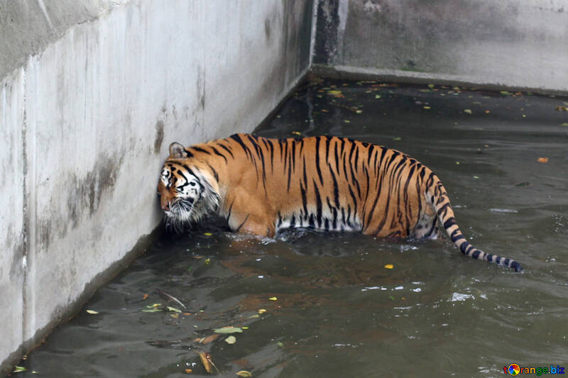 Тигр в басейні №45648