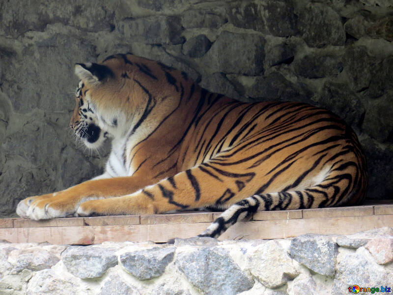 Тигр відпочиває №45028