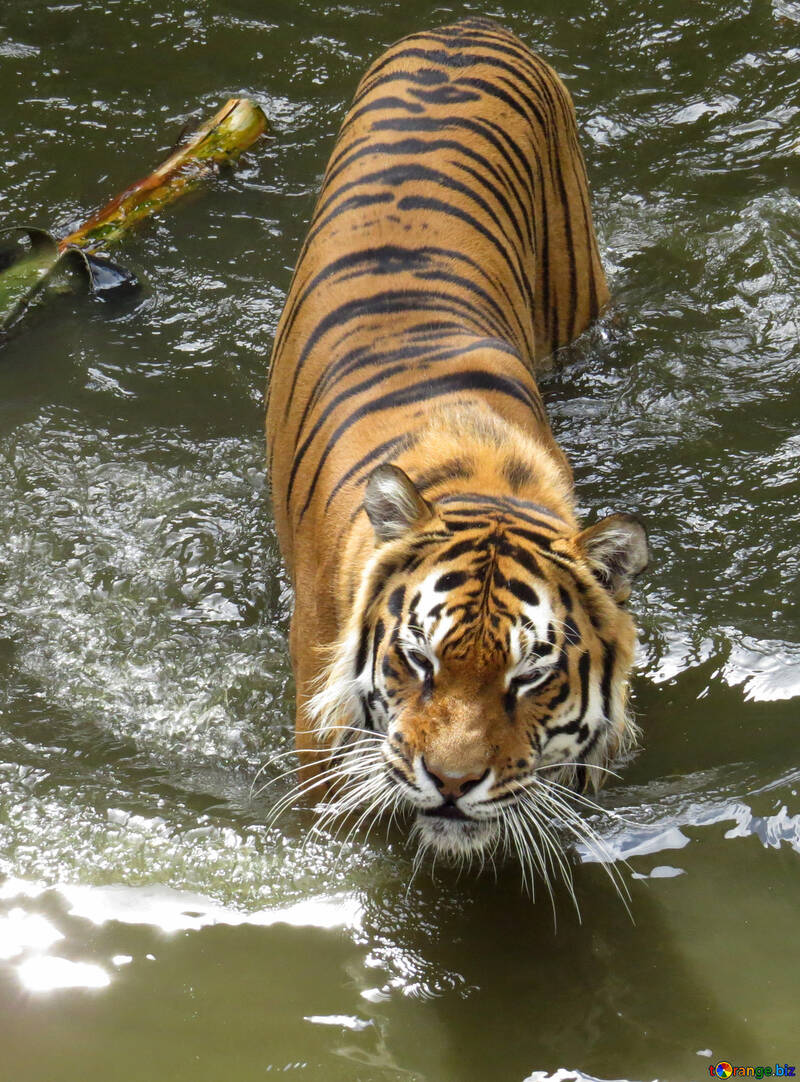 Tigre descansando en el agua №45015