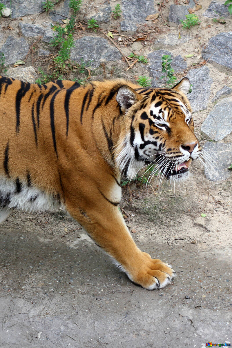 Tiger roars №45600