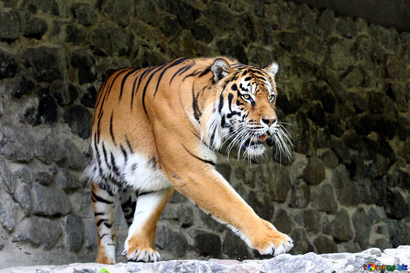 Tiger roars №45609