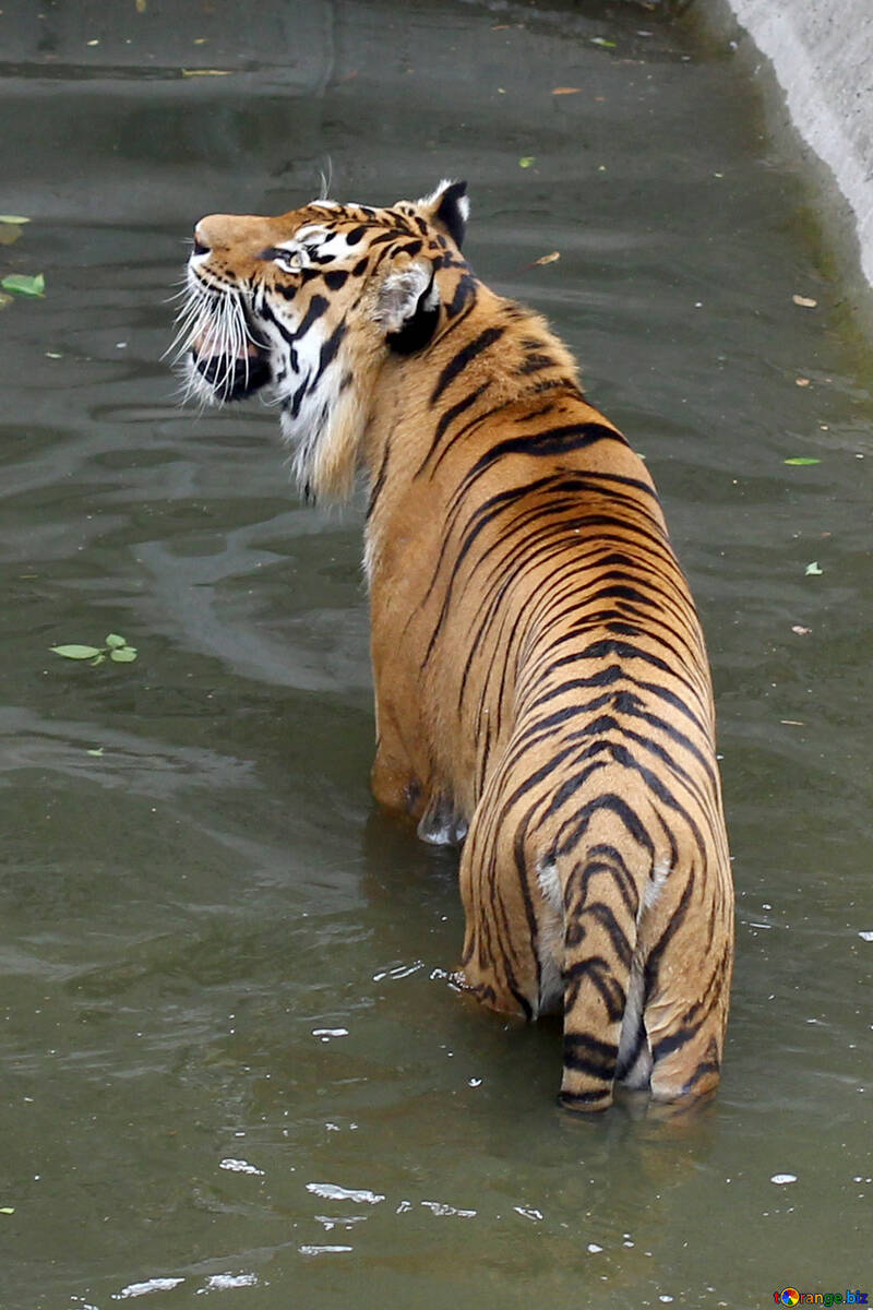 Tiger roars №45719