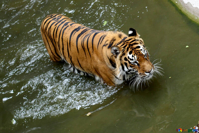 Tiger swimming №45705