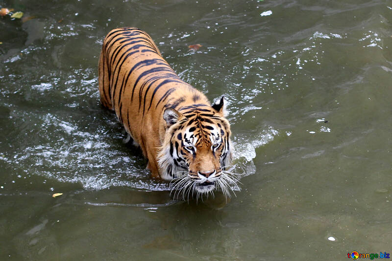 Тигр пливе №45710