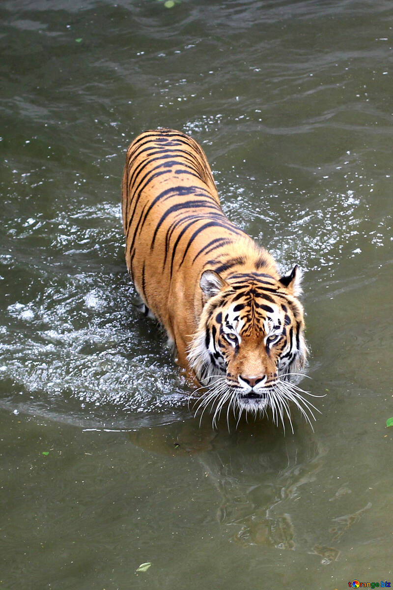 Tiger Schwimmen №45727