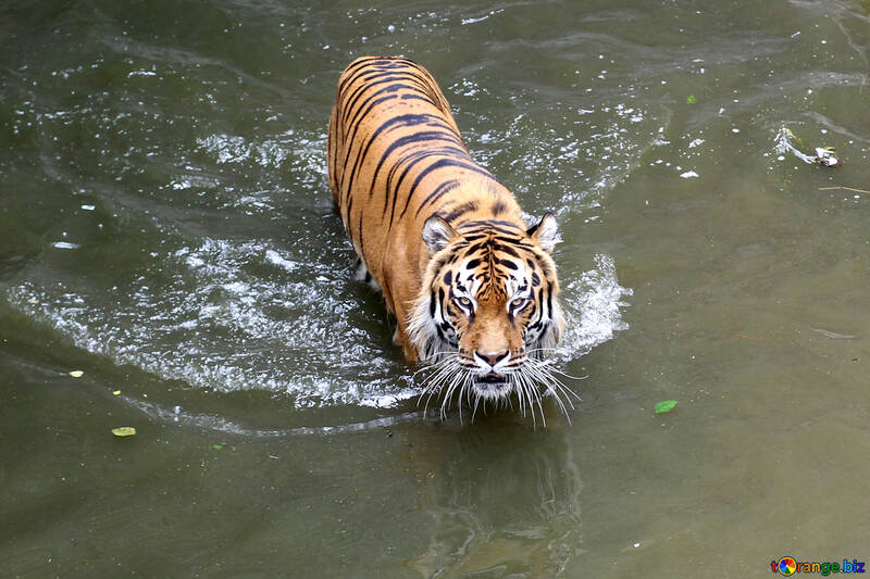 Tiger swimming №45728