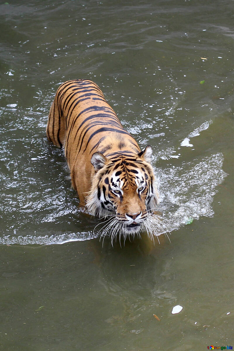 Тигр пливе №45730