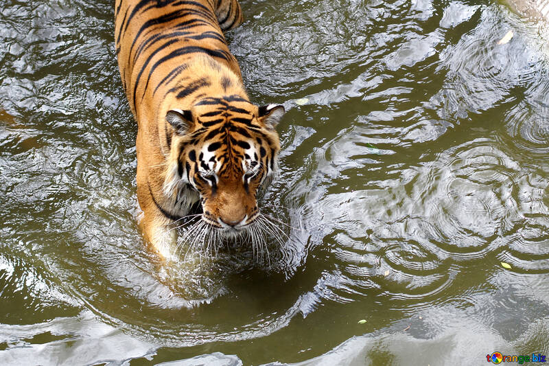 Tiger in the water №45669