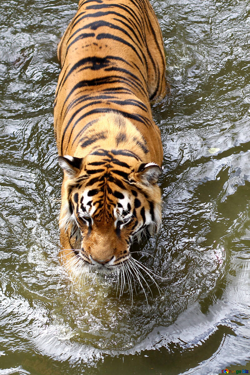 Tiger in the water №45670