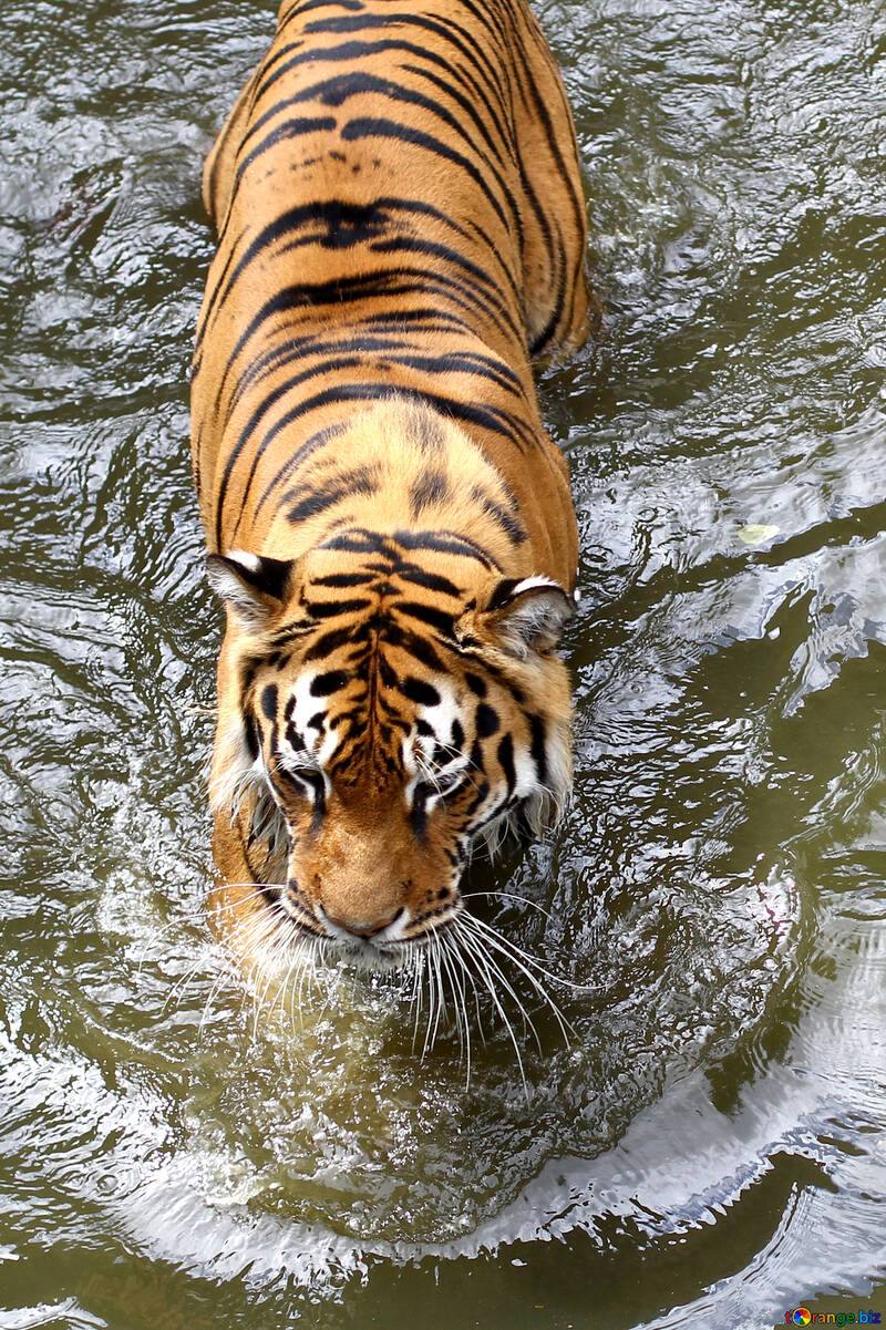 Tiger im Wasser №45670