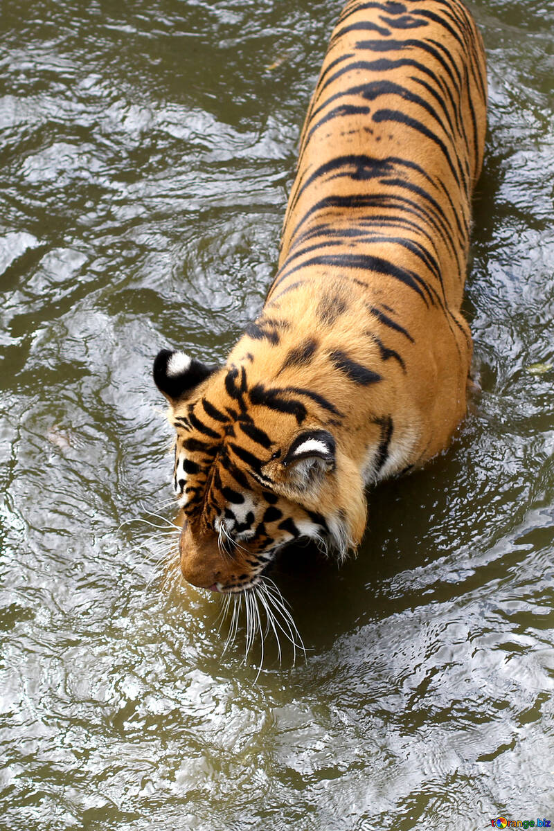 Tiger in the water №45672