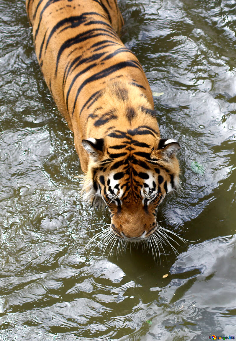 Tiger in the water №45673