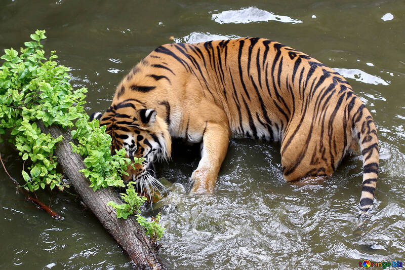 Tiger water №45694