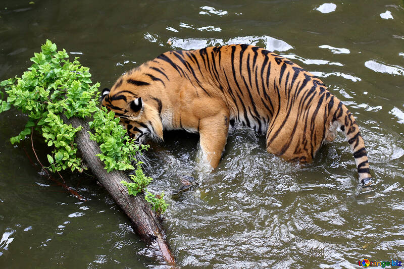 L`eau Tiger №45696