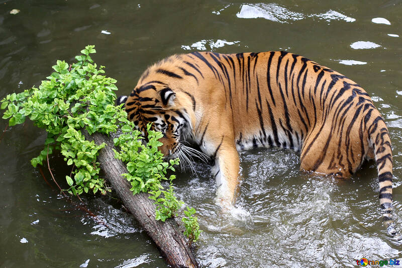 Tiger water №45701