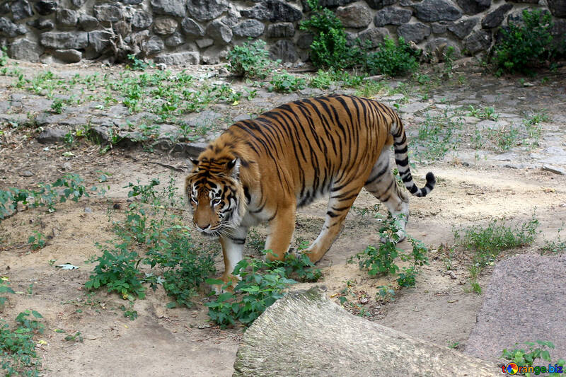 Тигр в зоопарку №45752