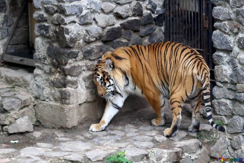 Тигр в зоопарку №45759
