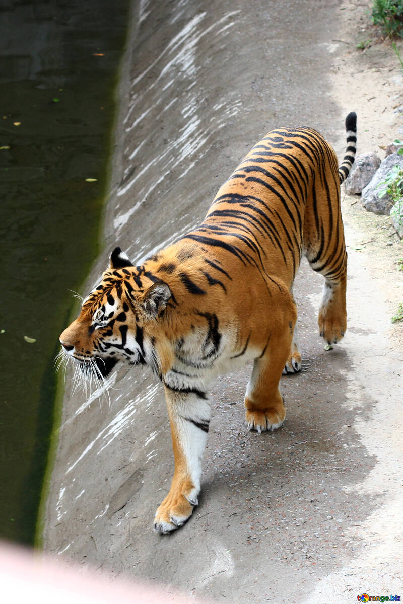 Tiger im Wasser №45619