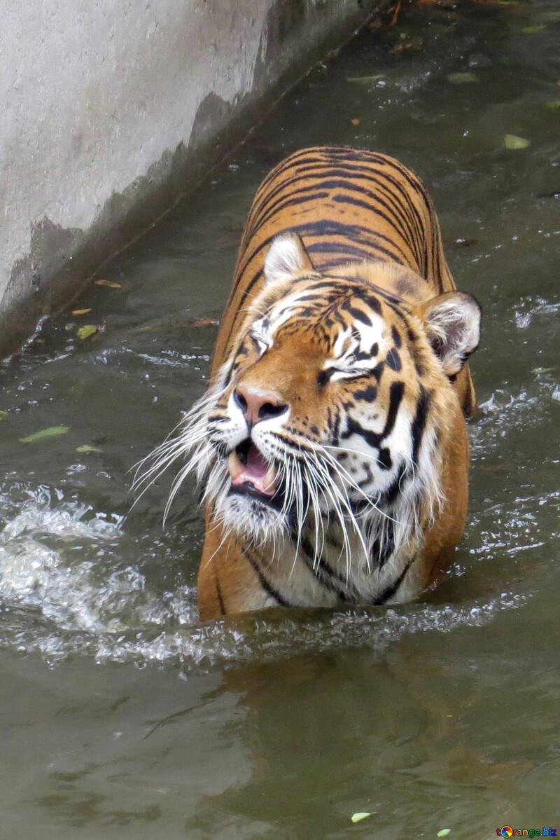 Water tiger №45011