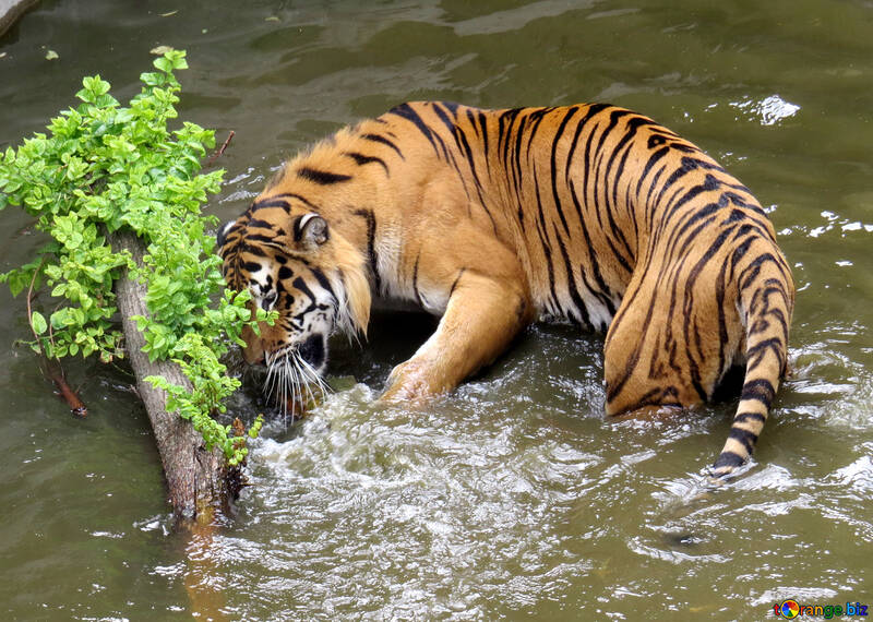 tigre água №45013