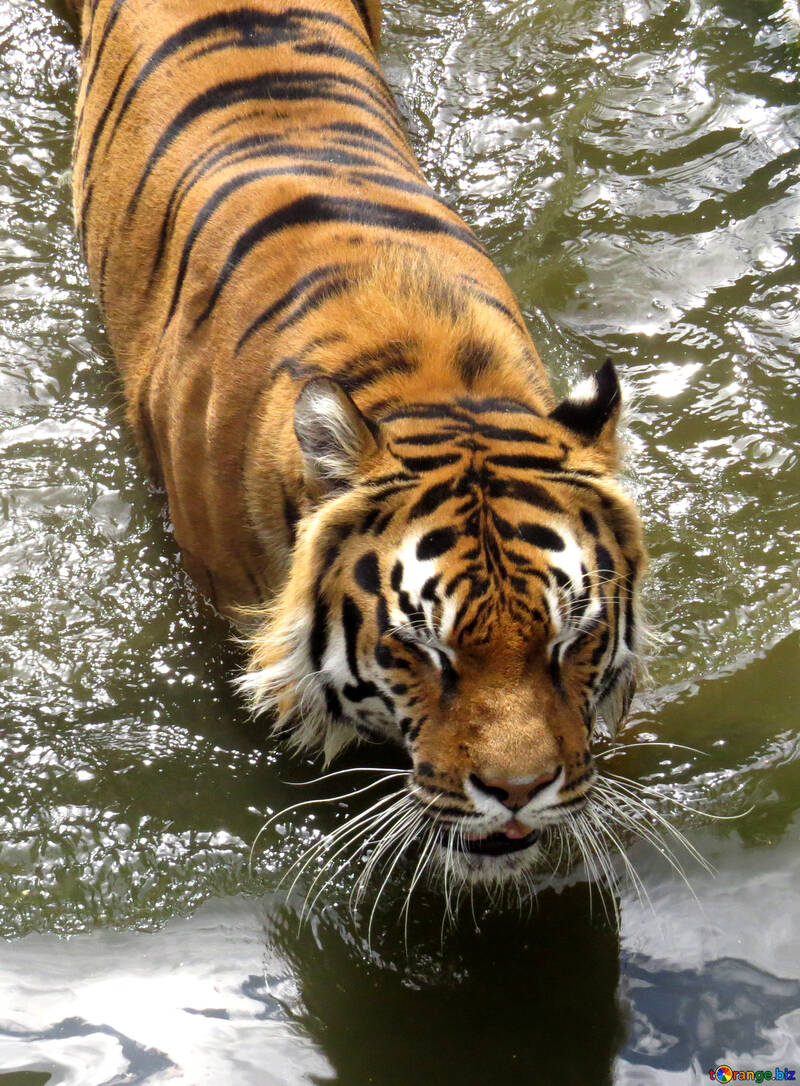 Water tiger №45017