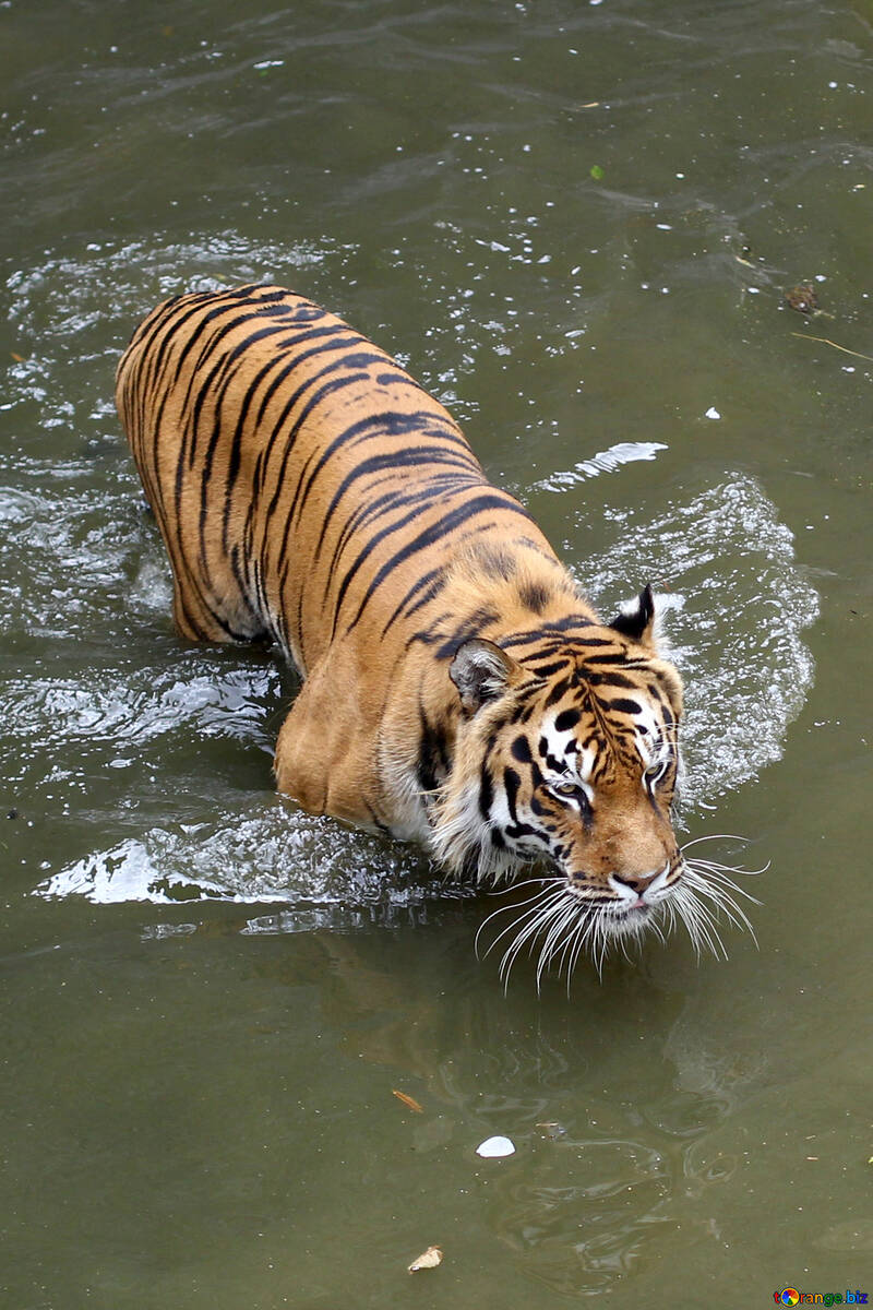 Water tiger №45715